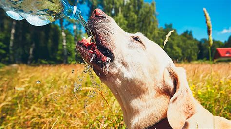 Quanto Deve Bere Un Cane Quanta Acqua Al Giorno Vetclick