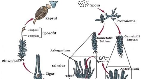 Reproduksi Tumbuhan Paku Secara Aseksual Dan Seksual Materi Kimia