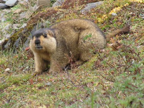 Marmota Menzbieri Características Nome Científico E Fotos Mundo