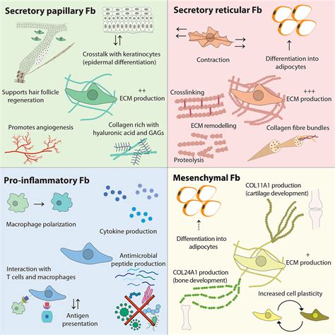 Skin Fibroblast Functional Heterogeneity In Health And Disease Bensa