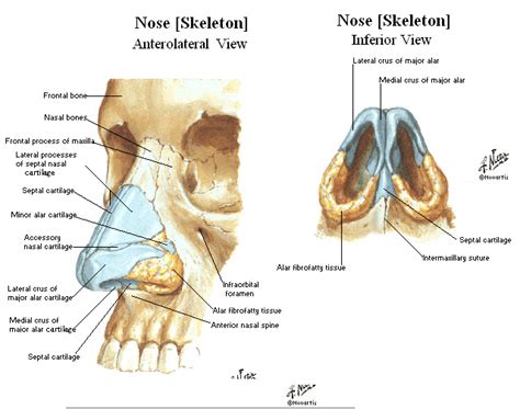 Nosediagramalarandothercartilagewbaseviewbmp 640×504 얼굴