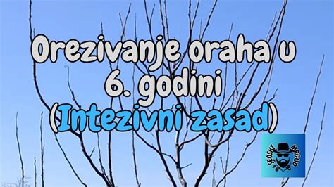 Orezivanje Oraha U 6 Godini Intezivni Zasad YouTube