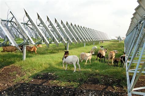 Solar Development On Farms Can Save Farmers And Farmland The Most Well Documented Advantage To