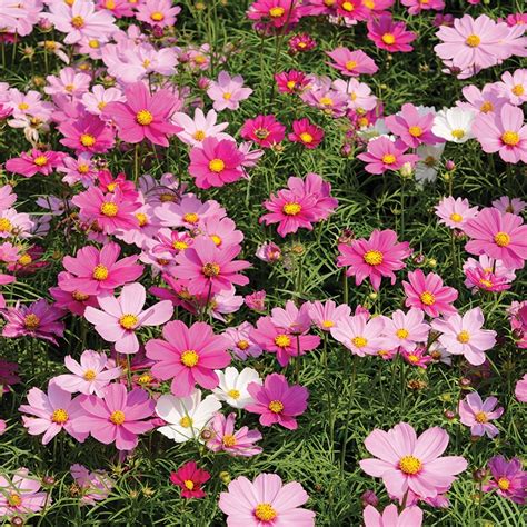 Cosmos Sensations Mix The Nunhead Gardener