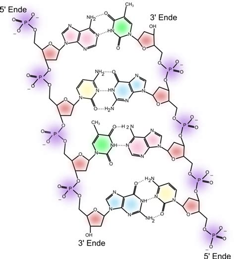 Nukleinsäuren DNA Organische Chemie Online Kurse