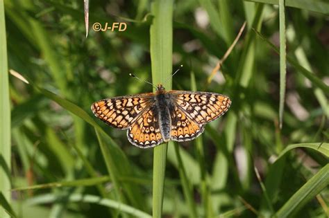 Damier De La Succise Euphydryas Aurinia Provincialis Promenades Nature