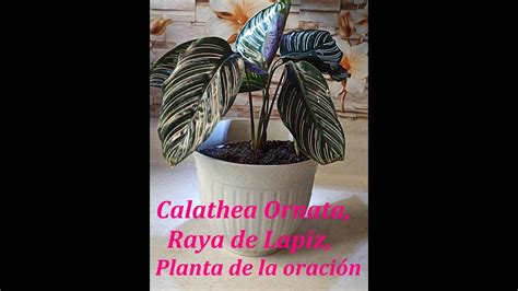 Calathea Ornata Raya De L Piz Planta De La Oraci N Cuidados Y