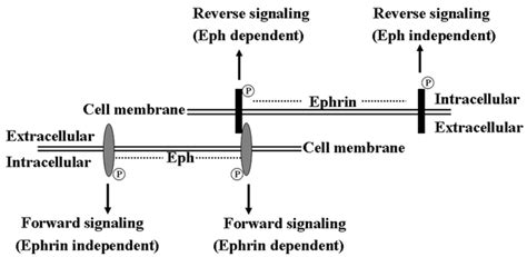 Schematic Representation Of Eph Ephrin Bidirectional Signaling Eph