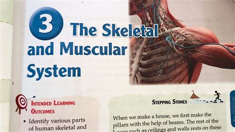 Ch The Skeletal And Muscular System Class Universal Science St