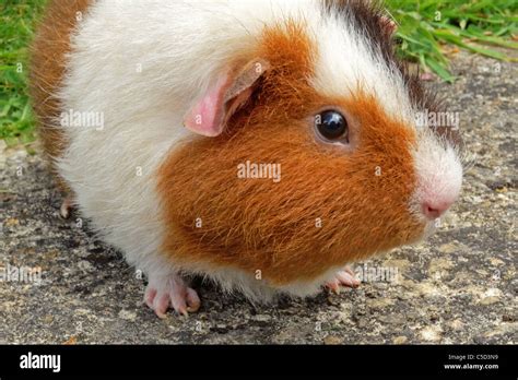 Guinea Pig Hi Res Stock Photography And Images Alamy