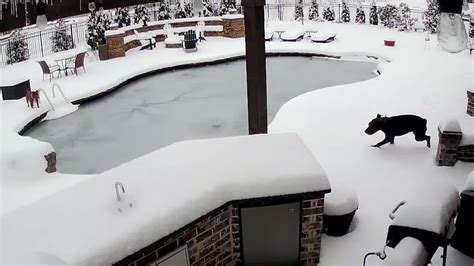 Mom Rescues Dog from Icy Pool - Videos from The Weather Channel