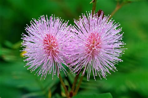 Mimosa Strigillosa Sunshine Mimosa