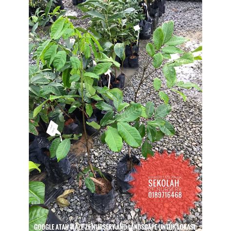 anak pokok rambutan anak sekolah shopee malaysia