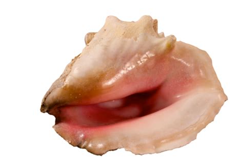 Conch Shell Seashells Exotic Beauty Crustacean Spiral Beauty Png