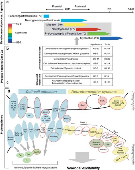 Differentially Methylated Genes Encode Synaptic Proteins A B