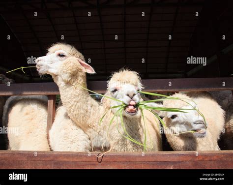 Close Up Face Of Llama Alpacas Eating Ruzi Grass Show Lower Tooth In