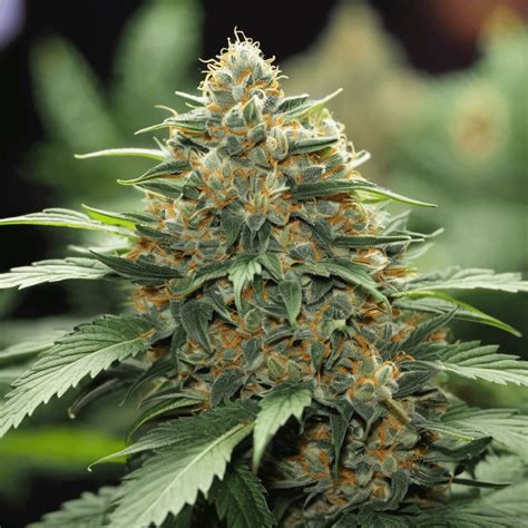 Discover Autoflower Seeds Strains | Marijuana Seeds