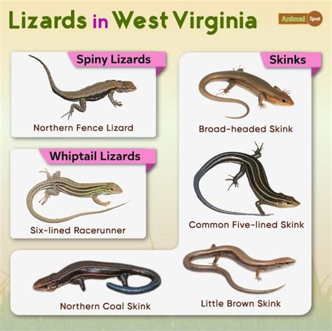 List Of Lizards Found In West Virginia Facts With Pictures