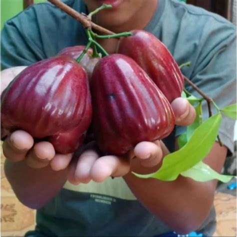 Jual Bibit Jambu Air Dalhari Jumbo Okulasi Shopee Indonesia