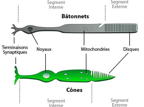 Bâtonnets et cônes Ask A Biologist Œil humain Oeil humain Tissu