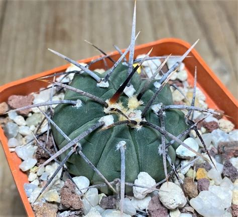 SHPR23517 Gymnocalycium vatteri Long spines Кактус онлайн