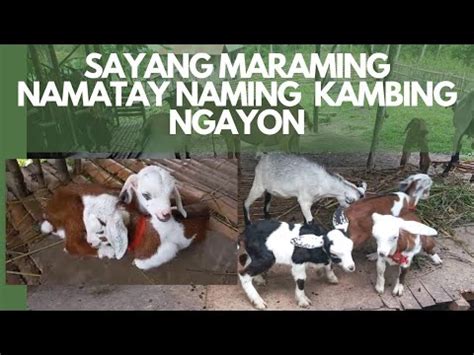 Ano Ang Dahilan Ng Pagkamatay Sa Ating Alagang Kambing YouTube