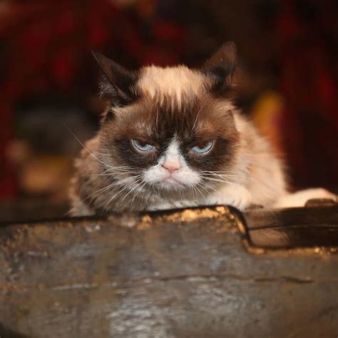 Cats In Pop Culture From Garfield To Grumpy Cat Cute Cat Lover