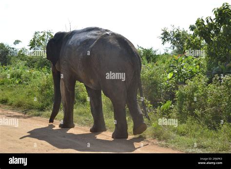 Wasgamuwa National Park Safari Stock Photo - Alamy