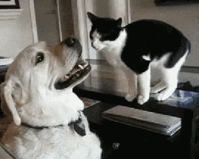 Cat Dog GIF - Cat Dog CatAndDogPlaying - Discover & Share GIFs