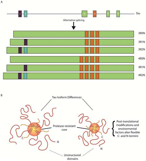 Alternative Splicing Leads To The Formation Of Six Different Tau