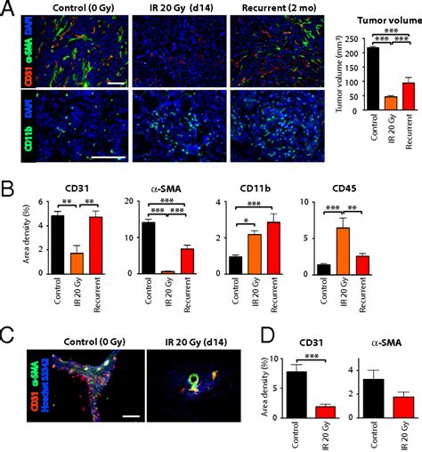 Inhibition Of Mac Cd B Cd Enhances Tumor Response To Radiation