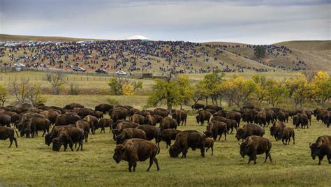 Inside the Custer State Park Buffalo Roundup - CBS News