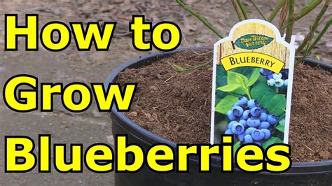 How To Grow Blueberries In Containers Youtube