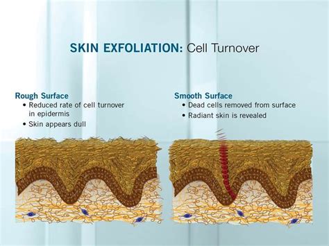 SKIN ESSENTIAL FACT 3 Skin Cell Turnover Naturally Slows With Age You