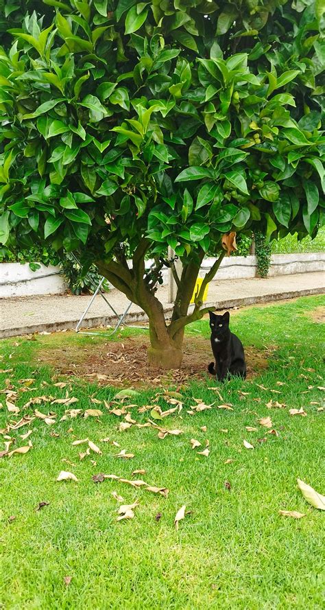 Maya on Twitter Sin hacer trampa sube la última foto de tu mascota