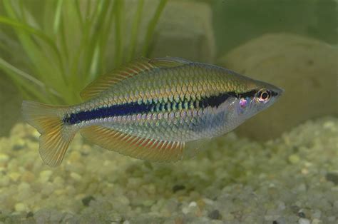 Banded Rainbowfish Melanotaenia Trifasciata Rendahl 1922 The