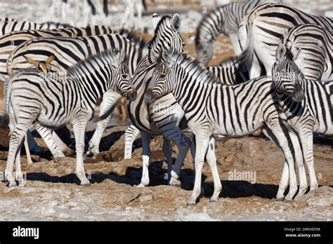 Zebra Foals Hi Res Stock Photography And Images Alamy