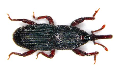 Sitophilus granarius – VÚRV, v. v. i.