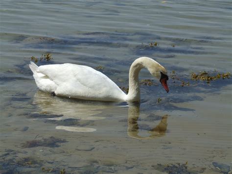 Fotos Gratis P Jaro Ala Fauna Silvestre Reflexi N Pico Cisne