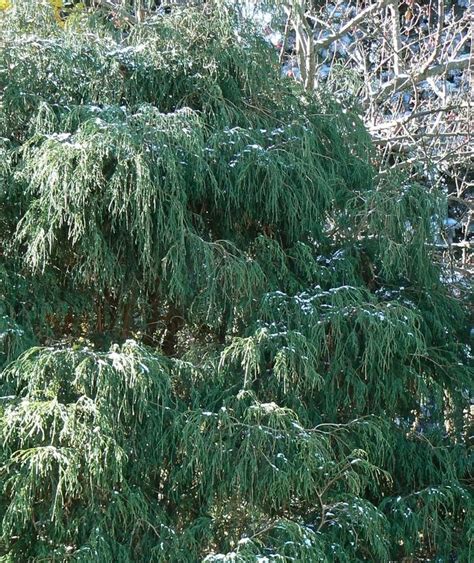 Chamaecyparis Pisifera Filifera Japanese Falsecypress From Johnson