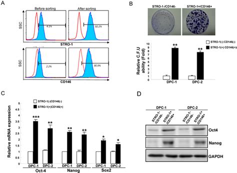 Ijms Free Full Text Concurrent Expression Of Oct And Nanog