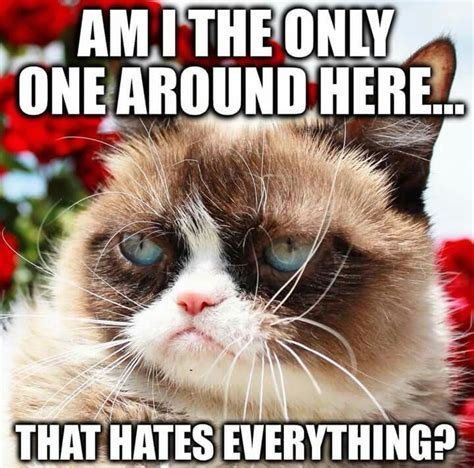 Grumpy Cat Quotes Funny