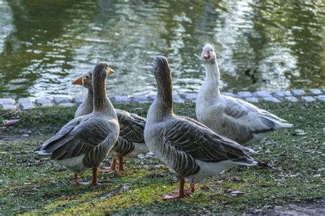 Grupo De Gansos Que Nadan En El Lago Foto De Archivo Imagen De Manada