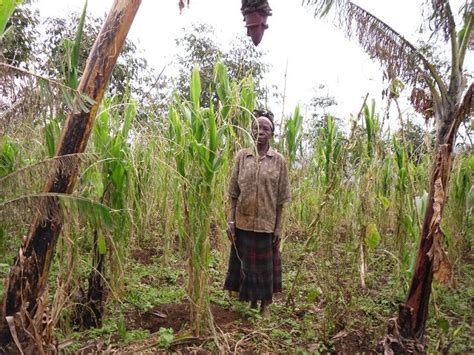 Cutting Down Of Trees Mt Elgon Faces Soil Infertility Ecological