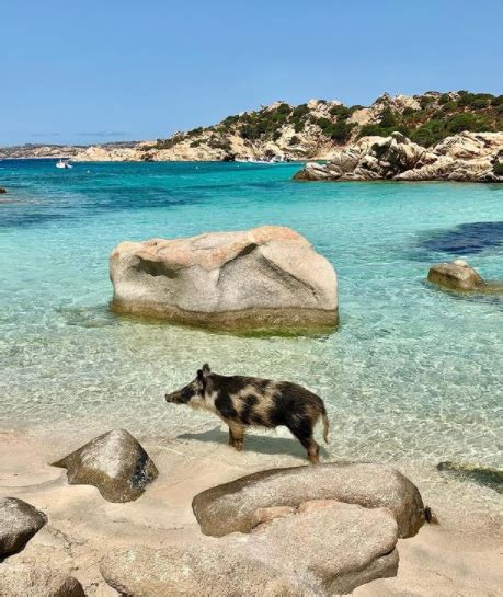 Caprera Cala Napoletana Un Autoctono Al Bagno Cagliari Vistanet