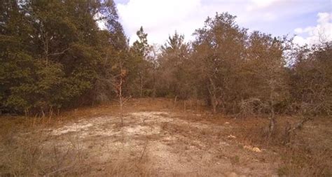 Dunnellon Fl 10 Acre Virgin Mini Farm High And Dry 39900 No