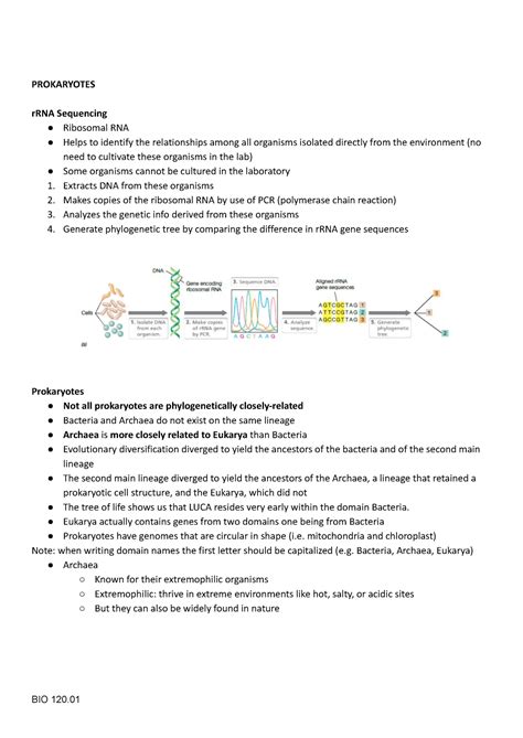 Prokaryotes Archaea Vs Bacteria Microbiology Lecture Prokaryotes Rrna