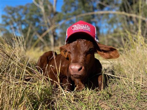 Santa Gertrudis Australia - Home | Facebook