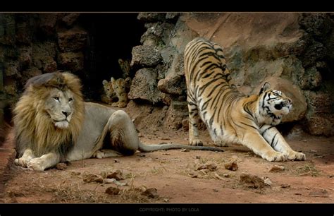 Лигр (лат. Panthera Leogris) – Интересные животные