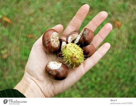 Den Herbst In Der Hand Ein Lizenzfreies Stock Foto Von Photocase